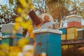 Beekeepers checking honey on the beehive frame in the field. Small business owners on apiary. Natural healthy food