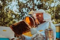 Beekeepers checking honey on the beehive frame in the field. Small business owners on apiary. Natural healthy food