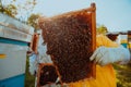 Beekeepers checking honey on the beehive frame in the field. Small business owners on apiary. Natural healthy food