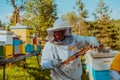 Beekeepers checking honey on the beehive frame in the field. Small business owners on apiary. Natural healthy food