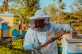 Beekeepers checking honey on the beehive frame in the field. Small business owners on apiary. Natural healthy food