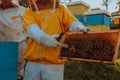 Beekeepers checking honey on the beehive frame in the field. Small business owners on apiary. Natural healthy food