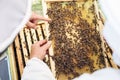 Beekeepers Examining Hive