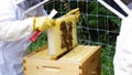 Beekeepers extracting honey from beehive Royalty Free Stock Photo