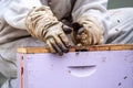 Beekeepers and Honeybees Royalty Free Stock Photo