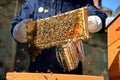 Beekeepers use a smoker. Special tool which is used for calm bees down. Royalty Free Stock Photo