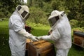 Beekeepers working with bees in forest Royalty Free Stock Photo