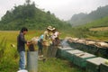 Beekeepers at work