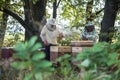 Beekeepers is working with bees and beehives on the apiary. Authentic scene of life in garden Royalty Free Stock Photo