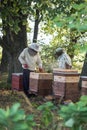 Beekeepers is working with bees and beehives on the apiary. Authentic scene of life in garden Royalty Free Stock Photo