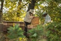 Beekeepers is working with bees and beehives on the apiary. Authentic scene of life in garden Royalty Free Stock Photo