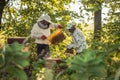 Beekeepers is working with bees and beehives on the apiary. Authentic scene of life in garden Royalty Free Stock Photo