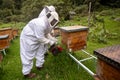 Beekeepers working with bees in forest Royalty Free Stock Photo