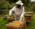 Beekeepers working with bees in forest Royalty Free Stock Photo