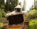 Beekeepers working with bees in forest Royalty Free Stock Photo