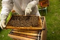 Beekeepers working with bees in forest Royalty Free Stock Photo