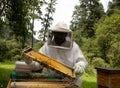 Beekeepers working with bees in forest Royalty Free Stock Photo