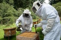 Beekeepers working with bees in forest Royalty Free Stock Photo
