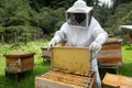 Beekeepers working with bees in forest Royalty Free Stock Photo