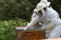 Beekeepers working with bees in forest Royalty Free Stock Photo