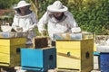 Beekeepers working collect honey. Beekeepers are working with bees and beehives on the apiary Royalty Free Stock Photo