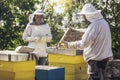 Beekeepers working collect honey. Beekeepers are working with bees and beehives on the apiary Royalty Free Stock Photo