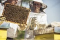 Beekeepers working collect honey.  Beekeepers are working with bees and beehives on the apiary Royalty Free Stock Photo