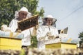 Beekeepers working collect honey.  Beekeepers are working with bees and beehives on the apiary Royalty Free Stock Photo