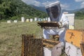 Beekeepers working to collect honey