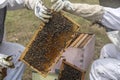 Beekeepers working to collect honey