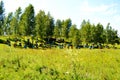 Beekeeping on Altai