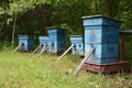 Beekeeping or apiculture: bee farm with a lot of wooden honey bee hives are placed in the clearing of the wood, in the meadow