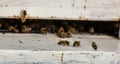 Beekeeping or apiculture is the breeding of bees in order to exploit the products of the beehive where by this we mean a hive po