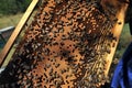 Beekeeper checking the honey produced by bees in the woods Royalty Free Stock Photo