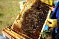 Beekeeper checking the honey produced by bees Royalty Free Stock Photo