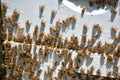 Beekeeping Beehive with Bees All Over the Outside