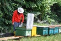 Beekeeping - Beehives