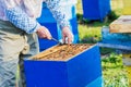 Beekeeper checking hive Royalty Free Stock Photo