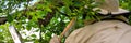 Beekeeping. Beekeeper collecting escaped bees swarm from a tree. Apiary background. Royalty Free Stock Photo