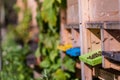 Beekeeping, bees collecting nectar