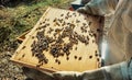 Beekeeping, bees farm in Auxerre, France