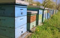 Beekeeping, bees and hives