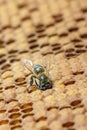 Beekeeping in the Czech Republic - honey bee, details of hive