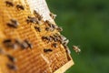 Beekeeping in the Czech Republic - honey bee, details of hive