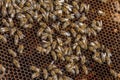 Beekeeping in the Czech Republic - honey bee, details of hive