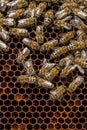 Beekeeping in the Czech Republic - honey bee, details of hive