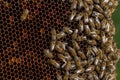 Beekeeping in the Czech Republic - honey bee, details of hive