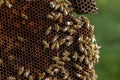 Beekeeping in the Czech Republic - honey bee, details of hive