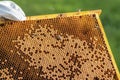 Beekeeping in the Czech Republic - honey bee, details of hive