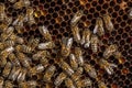 Beekeeping in the Czech Republic - honey bee, details of hive